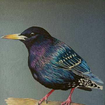 Starling