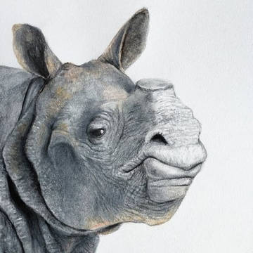 Indian Rhino