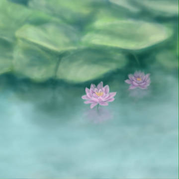 睡蓮