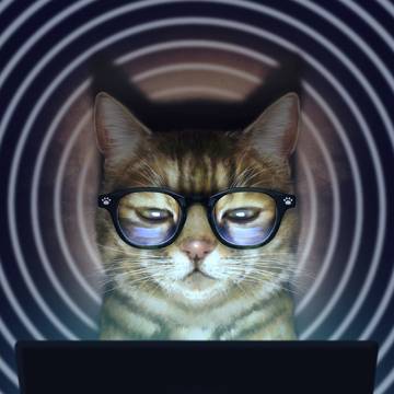 cat 2.0