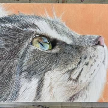 ねこ