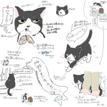 実家のねこがかわいい