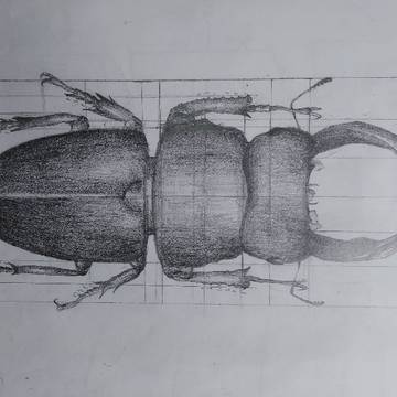 Insects