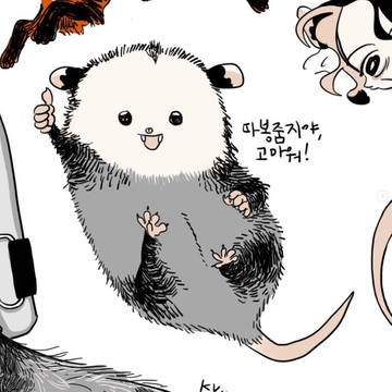 Opossum/Fox