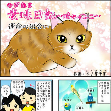 運命の出会い