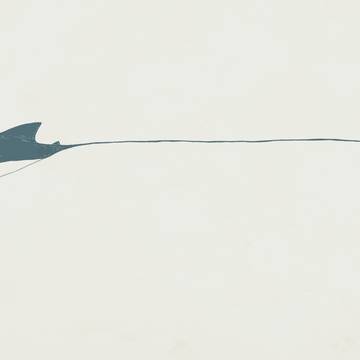 manta ray
