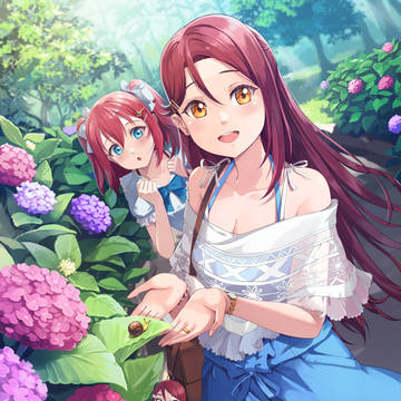 Hydrangeas