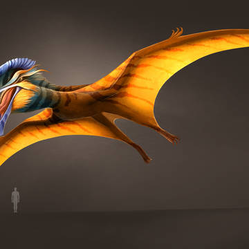 Hatzegopteryx Kululkan + Dossier