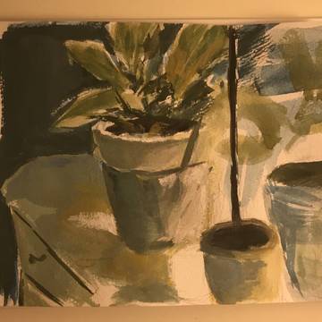 plants🪴