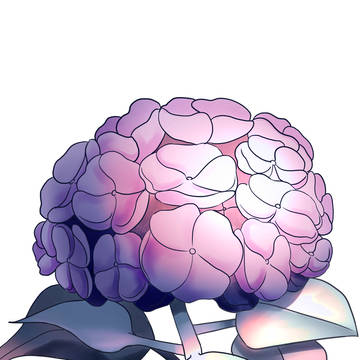 紫陽花