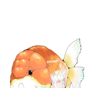 らんちゅう
