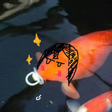 魚！這是魚！中國魚！（指錦鯉