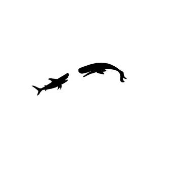 Shark and Whale