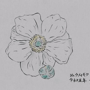 「秋明菊」　11月の花