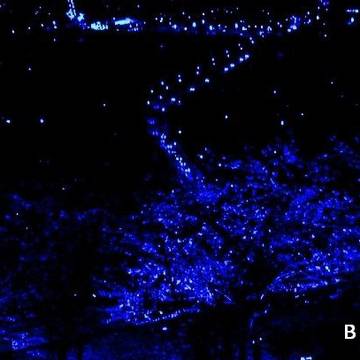 BLUE BLUE BLUES