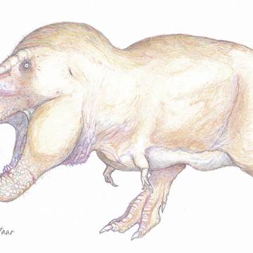 Tarbosaurus bataar