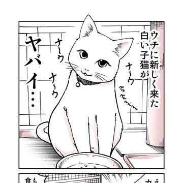 ウチに来た白猫がヤバイ…