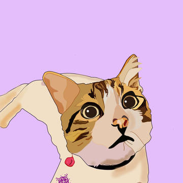 Cats 🐈