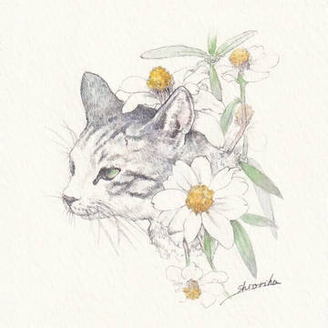 猫華獣