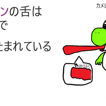 カメレオンの舌は口の中で折りたたまれている