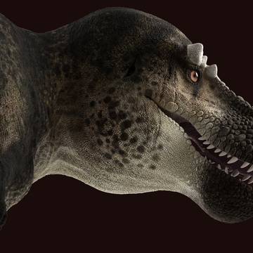 rex