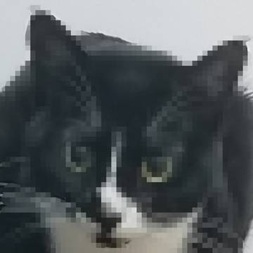 猫猫相片