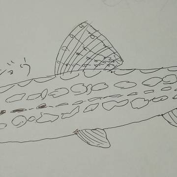 シマドジョウ