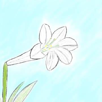 習作　百合