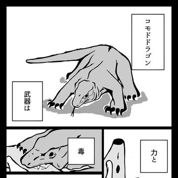 私の名前はコモドドラゴン