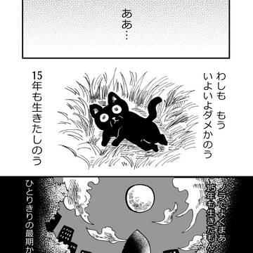 拾ってくれた女の子の幸せを願う老猫のハナシ