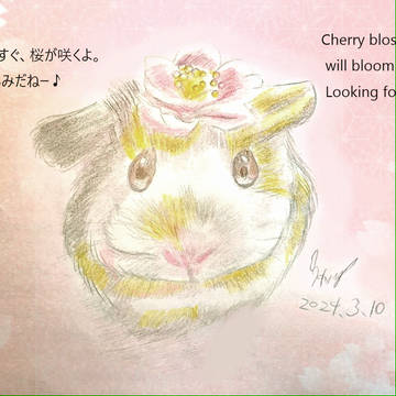 モルくんの桜咲く🌸🌸🌸🌸🌸