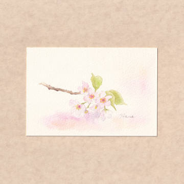桜 .01