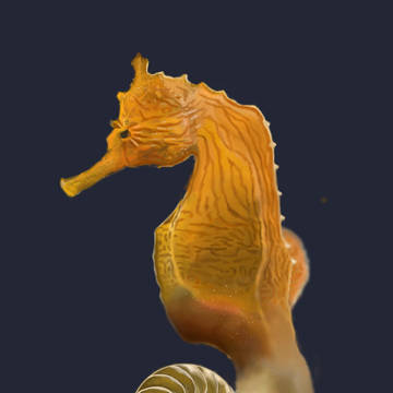 オウムガイタツノオトシゴ