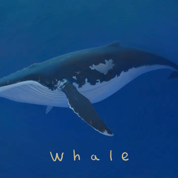 whale