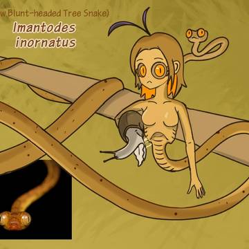 蛇女-Imantodes inornatus