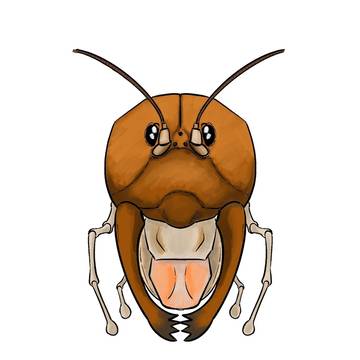 オーストラリア大王コオロギ頭