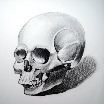 𝐒𝐤𝐮𝐥𝐥