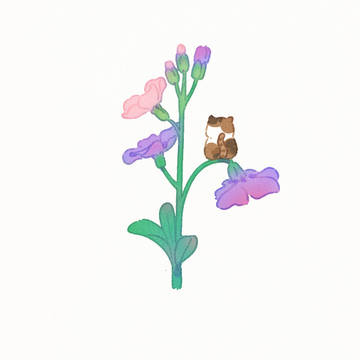 花花的世界