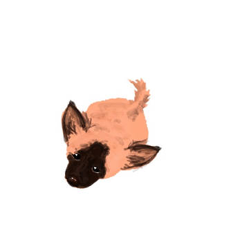 강아지 입니다