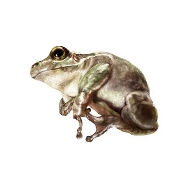 アマガエル