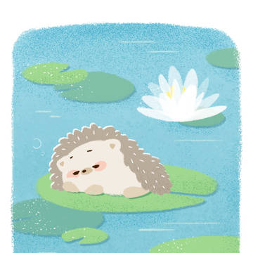 lotus 睡莲