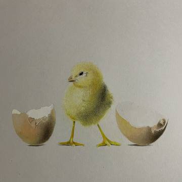 #ひよこ