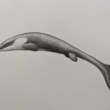Tylosaurus proriger