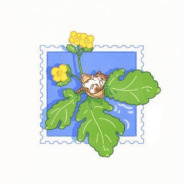 花花的世界