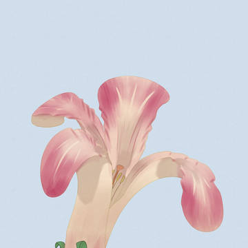 Random flower sketch