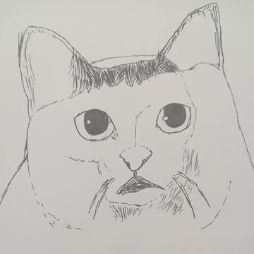 huh?猫
