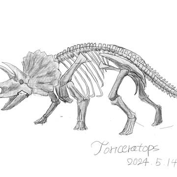 Triceratops 2024/05/14