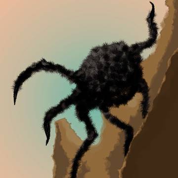 The Spider