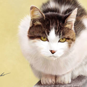 猫のリアルイラスト