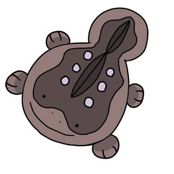 上から見た潰れ気味ドオー